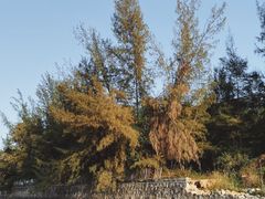 -坝光海滩