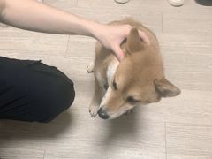 -柴犬高等学院·狗咖·柴犬售卖·宠物训练