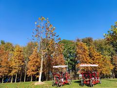 -上海海湾国家森林公园