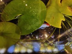-红糖水都·女生特炖·中式滋补炖(北辰店)