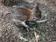 -费瑟代尔野生动物园