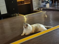 -猫岛主趣味餐厅(鼓浪屿店)
