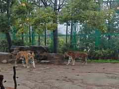 -上海野生动物园老虎餐厅