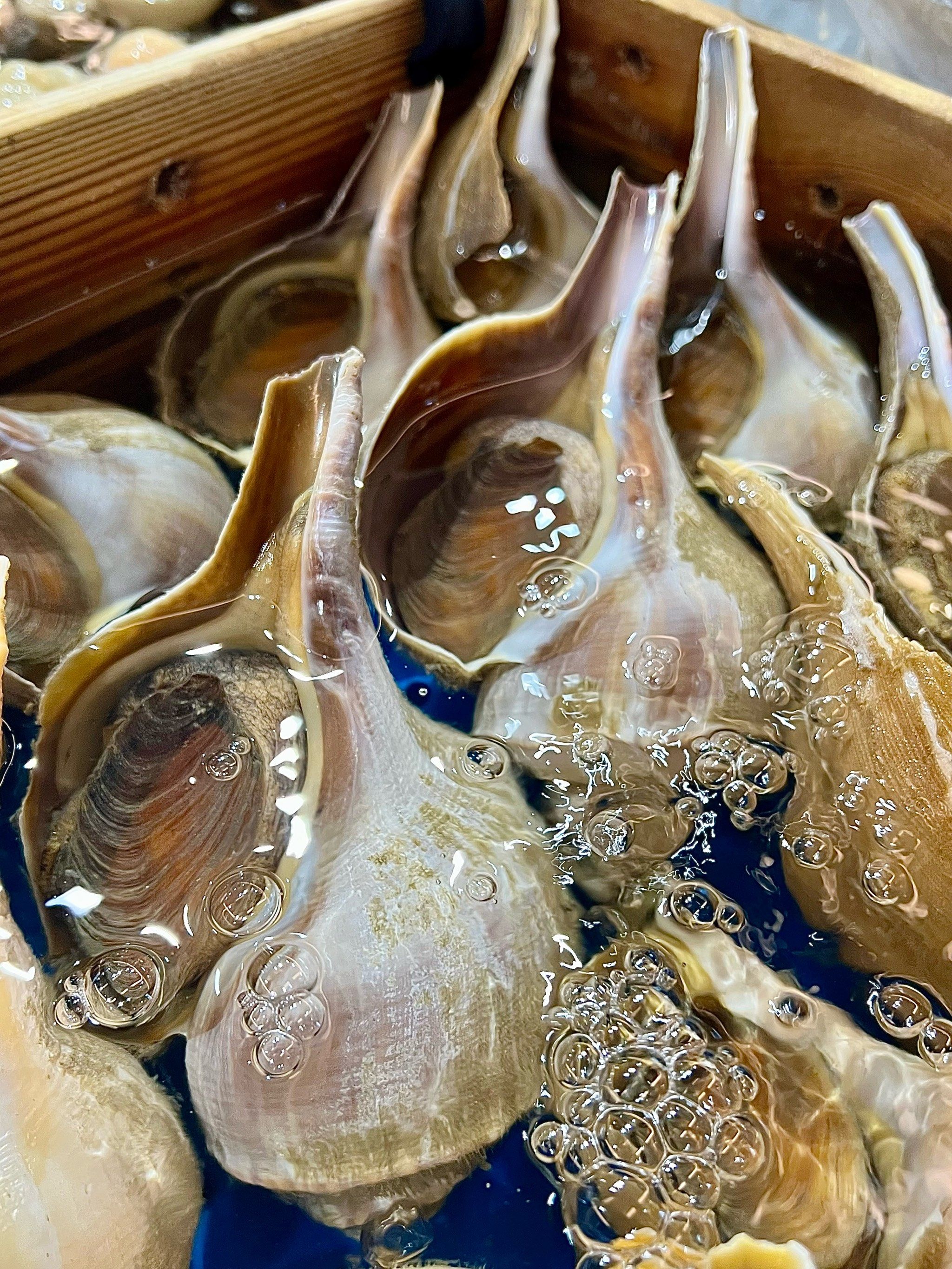 上海人zui认🉑的5️⃣家舟山海鲜之一都是鲜活的