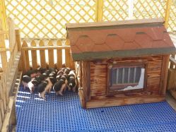 -萌宠亲子动物乐园(槐房万达店)