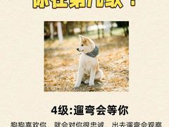 -翊宠yipet猫狗购宠庄园犬舍•猫舍