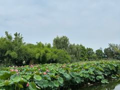-金银湖国家城市湿地公园