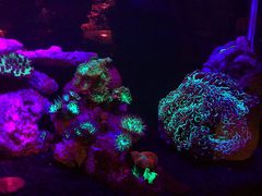 -悉尼海洋生物水族馆