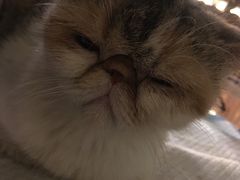 -more than meow吴止猫主题餐厅(承德 中船汇店)