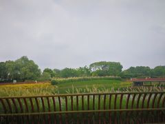 -南翔镇银翔湖公园