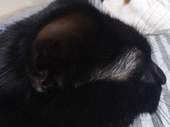 -纳吉亚猫专科动物医院博雅分院