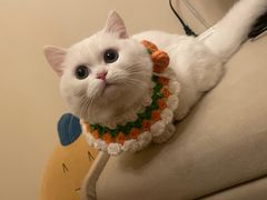-欣宠猫屋·矮脚拿破仑·蓝金金渐层