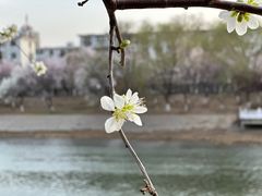 -桃花堤公园