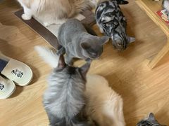 -猫和宫(六道口店)