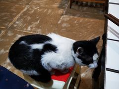 -小板凳(四公里店)