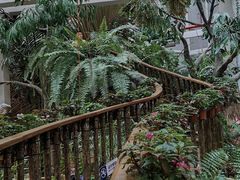 -正佳雨林生态植物园