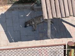 -青藏高原野生动物园