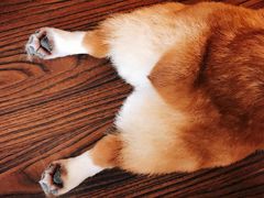 -豆柴町-柴犬主题狗咖(红鼎国际C座店)