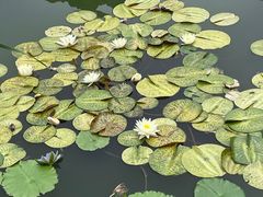 -国家植物园南园