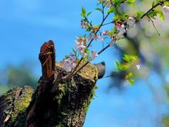 -武汉大学-樱园