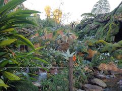 -奥兰多迪士尼动物王国乐园