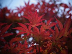 -秋霞圃