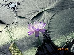 -国家植物园南园