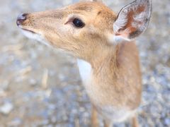 -鹿境梅花鹿生态园区