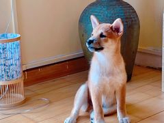 -喜柴咖啡·柴犬狗咖
