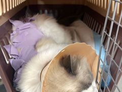 -伟伟宠物医院·CT影像中心·瑞派犬猫综合性门诊(汉口总院)