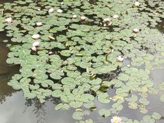 -龙头寺公园