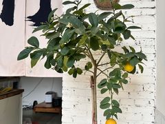 -将就吃农家特色土菜馆