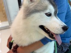 -帕帕拉兹宠物(亚洲旗舰店)