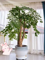 -金吉兒月子中心(太湖度假区店)