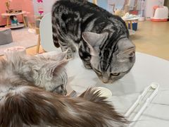 -喵宠乐园·撸猫互动·猫舍