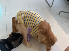 -怪兽屋·羊驼·猫咖·狗咖(俊华广场店)