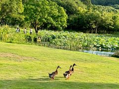 -普陀山风景名胜区-千步大沙