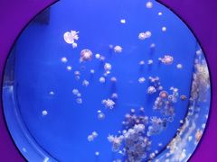 -海合安武汉极地海洋公园