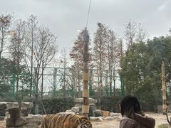 -上海野生动物园老虎餐厅