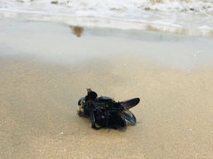 -青岛第一海水浴场