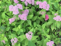 -武清南湖绿博园