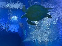 -汉堡王(海昌海洋公园店)