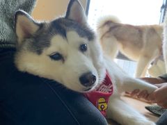 -Husky Go! 哈士奇体验馆·宠物咖啡厅狗咖