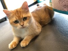 -十年猫舍·猫咪专门店(普陀店)