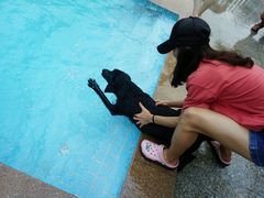 -良成狗狗乐园