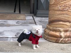 -啊马英豌豆粉