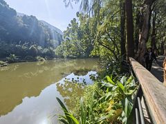 -深圳仙湖植物园