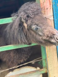 -萌宠亲子动物乐园(槐房万达店)