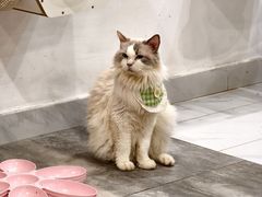 -楼上猫咖(罗湖店)