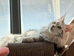 -翊宠yipet猫狗购宠庄园犬舍•猫舍